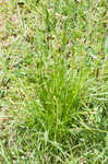 Asian shortstem sedge